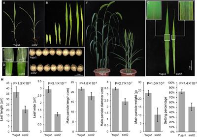 SiSTL2 Is Required for Cell Cycle, Leaf Organ Development, Chloroplast Biogenesis, and Has Effects on C4 Photosynthesis in Setaria italica (L.) P. Beauv.